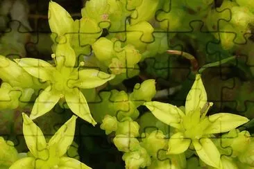 sedum jigsaw puzzle