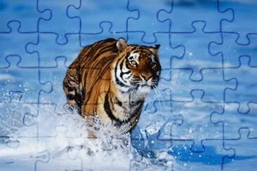 tigre3