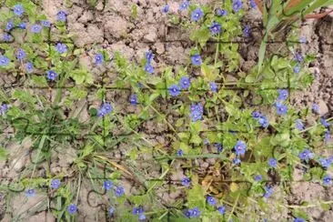 Florecillas