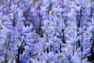 scille jigsaw puzzle