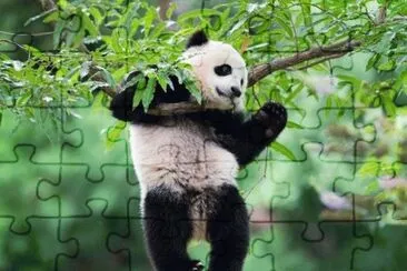 PANDITA. jigsaw puzzle