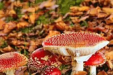 Fall starts