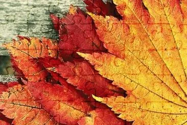 Fall Red and Gold Leaves