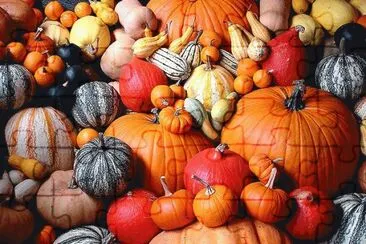 Different kind of Pumpkins jigsaw puzzle