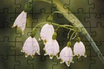 niveole jigsaw puzzle