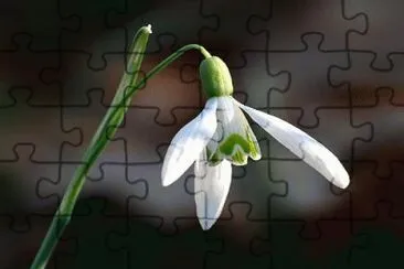 perce neige jigsaw puzzle