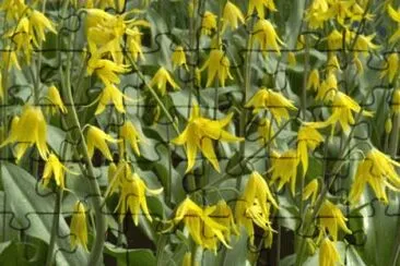 erythonium jigsaw puzzle