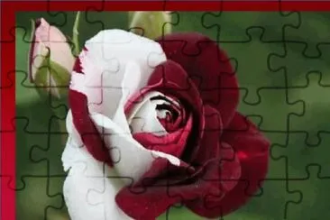 Rosa Bicolor jigsaw puzzle