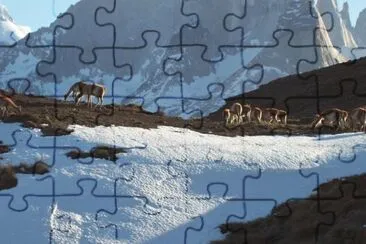 Guanacos en Pto. Natales jigsaw puzzle
