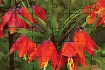 fleurs jigsaw puzzle