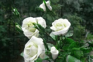 fleurs: roses jigsaw puzzle