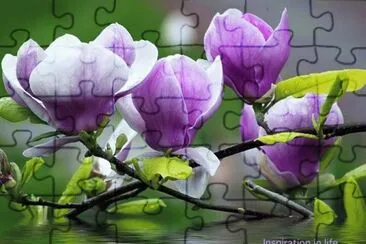 fleurs: magnolia jigsaw puzzle