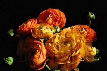 fleurs: renoncules jigsaw puzzle