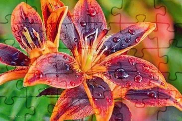 fleurs: lys jigsaw puzzle