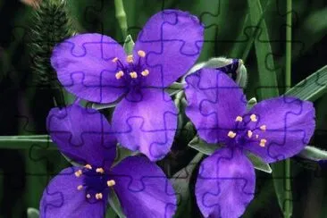 fleurs