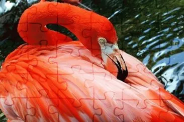 flamand rose jigsaw puzzle