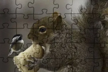 Ã©cureuil jigsaw puzzle