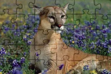 linx jigsaw puzzle