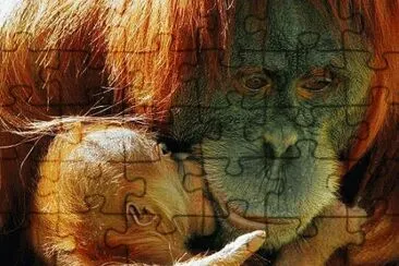 singes jigsaw puzzle