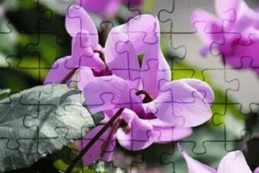 cyclamen