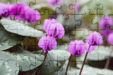 cyclamen