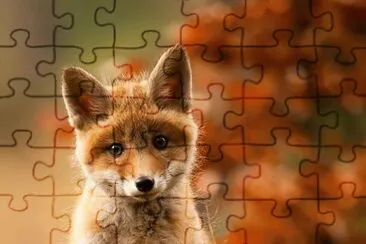 baby fox