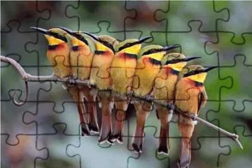pajaros jigsaw puzzle