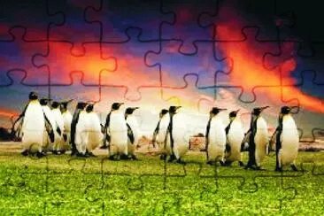 PINGÃœINOS AL ATARDECER. jigsaw puzzle