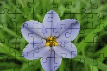 ipheion