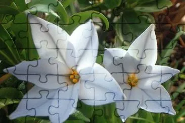 ipheion