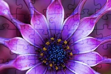 Lilac spoon Daisy