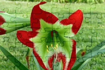 hippeastrum