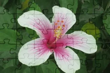 èŠ± jigsaw puzzle
