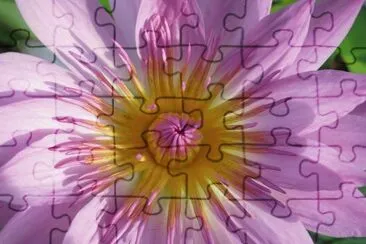 è“®èŠ±