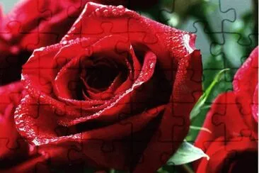 Roses jigsaw puzzle