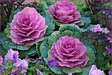 Purple Gabbage Plants jigsaw puzzle