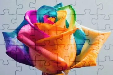 Colored Rose jigsaw puzzle