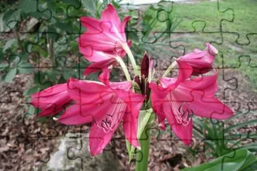 crinium
