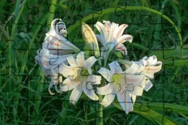 fleur
