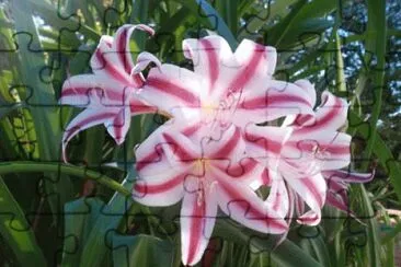 fleur
