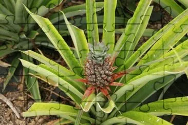 Fresh Pineapple jigsaw puzzle