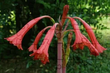 cyrtanthus jigsaw puzzle