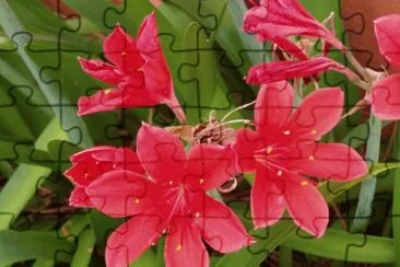 fleur jigsaw puzzle
