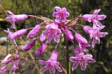 tulbaghia jigsaw puzzle