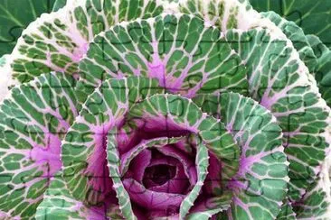 Smooth Kale by Judith Baker Montano jigsaw puzzle