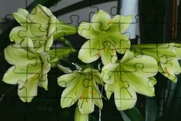 clivia green jigsaw puzzle