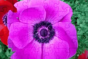 anemone jigsaw puzzle