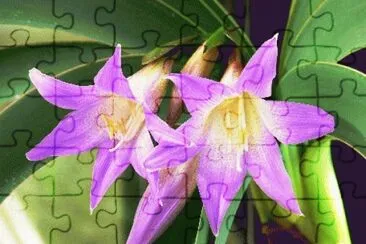 worsleya jigsaw puzzle