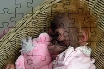 - macaco,(av) jigsaw puzzle