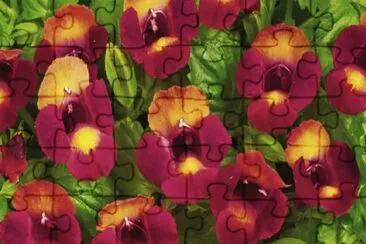 torenia jigsaw puzzle